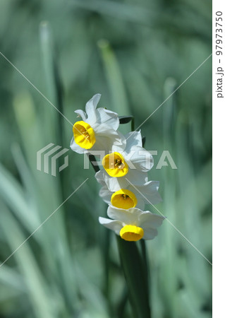 香り漂う冬の花 香り漂う冬の花 97973750