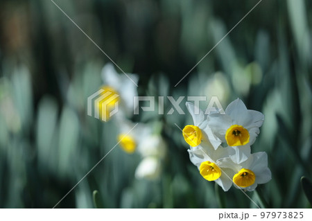 香り漂う冬の花 香り漂う冬の花 97973825