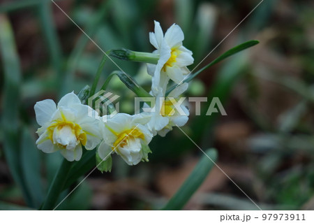 香り漂う冬の花 97973911