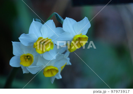 香り漂う冬の花 97973917