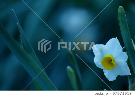 香り漂う冬の花 97973918