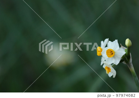 香り漂う冬の花 97974082