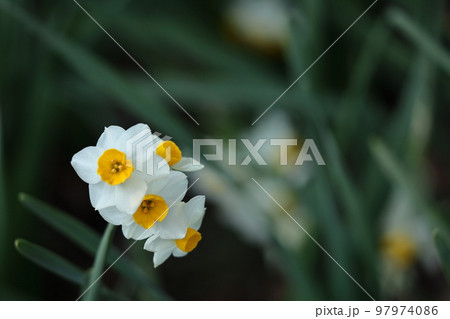 香り漂う冬の花 香り漂う冬の花 97974086