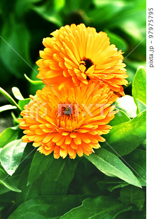 カレンデュラ (キンセンカ:Calendula officinalis) カレンデュラ (キンセンカ:Calendula officinalis) 97975795