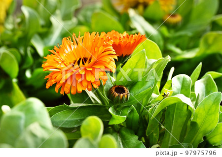 カレンデュラ (キンセンカ:Calendula officinalis) カレンデュラ (キンセンカ:Calendula officinalis) 97975796