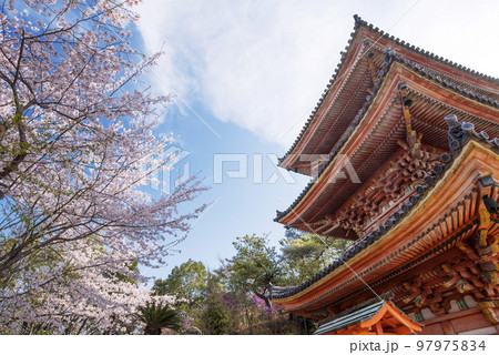 潮音山向上寺　生口島　広島尾道観光スポット　桜と三重塔　瀬戸内海国立公園 97975834