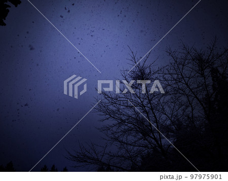 雪の降り積もる薄暗い森の中 雪の降り積もる薄暗い森の中 97975901