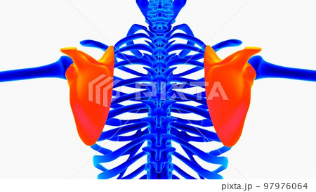 Human skeleton anatomy for medical concept 3D illustration with blue and orange color combination 97976064