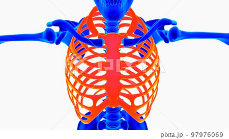 Human skeleton anatomy for medical concept 3D illustration with blue and orange color combination 97976069