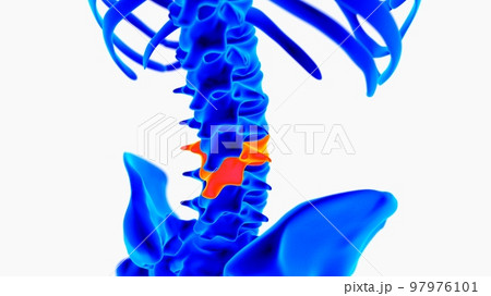 Human skeleton anatomy for medical concept 3D illustration with blue and orange color combination 97976101