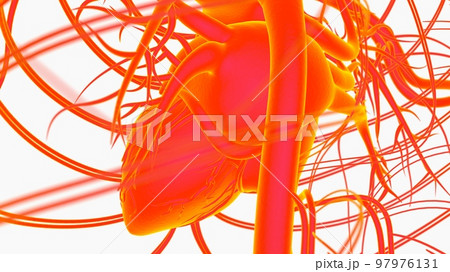 Human heart circulatory system anatomy for medical concept 3D rendering 97976131