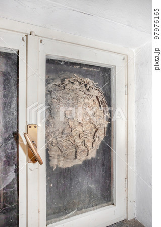 Hornets nest 97976165