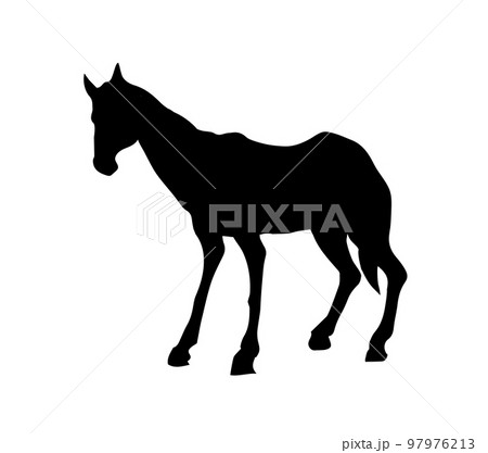 Starving skinny horse. Vector drawing Starving skinny horse. Vector drawing 97976213