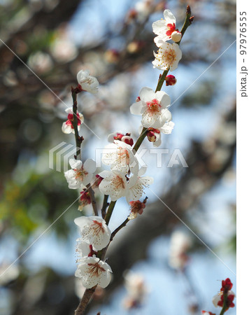 太宰府の梅 97976555