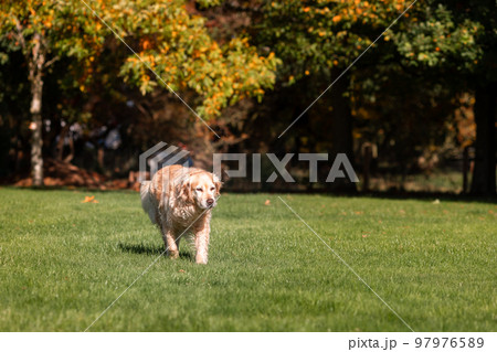 Playful Cute Lovely Adorable Golden Retriever Dog plays and runs in a park on open field with green grass 97976589