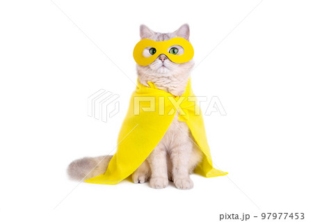 Beautiful white cat in a yellow mask and cape, sits on white background Beautiful white cat in a yellow mask and cape, sits on white background 97977453