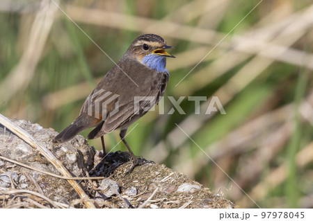 White-spotted Bluethroat (Luscinia svecica cyanecula) - the Netherlands White-spotted Bluethroat (Luscinia svecica cyanecula) - the Netherlands 97978045