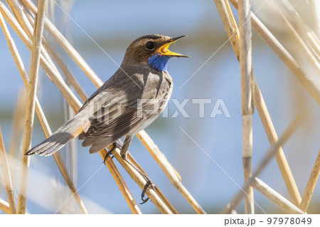 White-spotted Bluethroat (Luscinia svecica cyanecula) - the Netherlands White-spotted Bluethroat (Luscinia svecica cyanecula) - the Netherlands 97978049