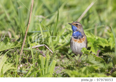 White-spotted Bluethroat (Luscinia svecica cyanecula) - the Netherlands White-spotted Bluethroat (Luscinia svecica cyanecula) - the Netherlands 97978053