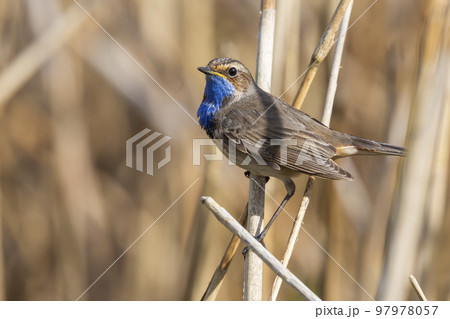 White-spotted Bluethroat (Luscinia svecica cyanecula) - the Netherlands White-spotted Bluethroat (Luscinia svecica cyanecula) - the Netherlands 97978057