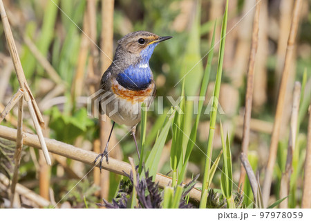 White-spotted Bluethroat (Luscinia svecica cyanecula) - the Netherlands White-spotted Bluethroat (Luscinia svecica cyanecula) - the Netherlands 97978059