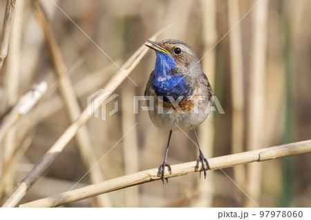 White-spotted Bluethroat (Luscinia svecica cyanecula) - the Netherlands White-spotted Bluethroat (Luscinia svecica cyanecula) - the Netherlands 97978060