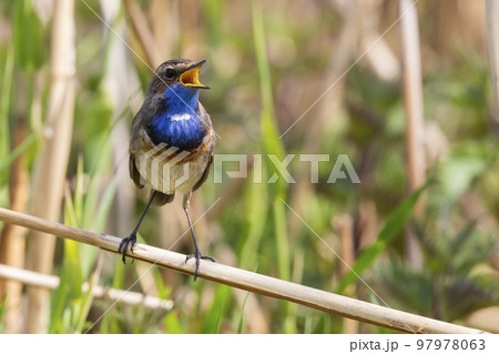 White-spotted Bluethroat (Luscinia svecica cyanecula) - the Netherlands White-spotted Bluethroat (Luscinia svecica cyanecula) - the Netherlands 97978063