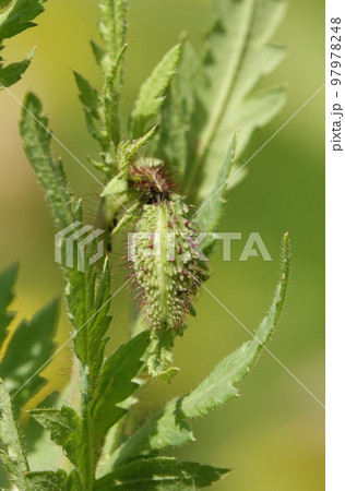 Maca flower bud with fallen petals 97978248