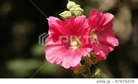 Mallow flower with large and delicate flowers Mallow flower with large and delicate flowers 97978256