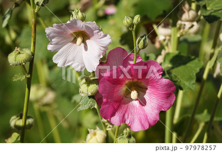 Mallow flower with large and delicate flowers Mallow flower with large and delicate flowers 97978257