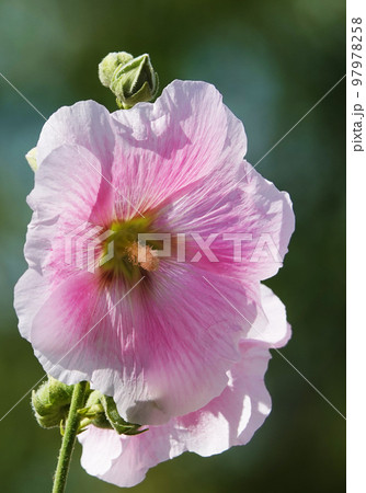 Mallow flower with large and delicate flowers Mallow flower with large and delicate flowers 97978258