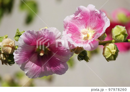 Mallow flower with large and delicate flowers Mallow flower with large and delicate flowers 97978260