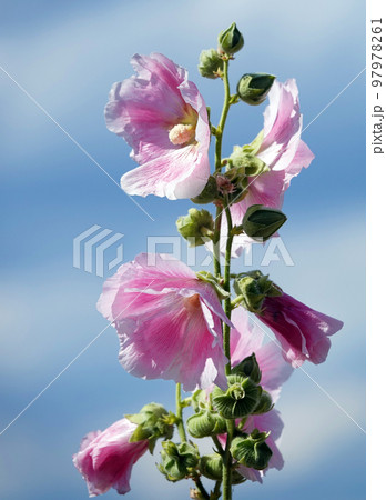Mallow flower with large and delicate flowers 97978261