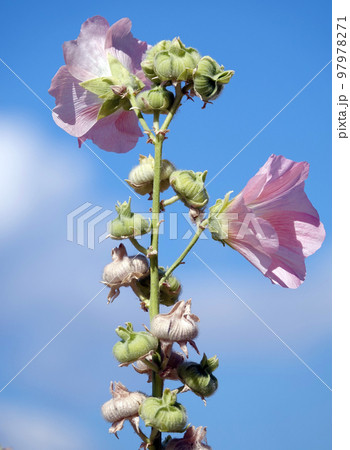 Mallow flower with large and delicate flowers Mallow flower with large and delicate flowers 97978271