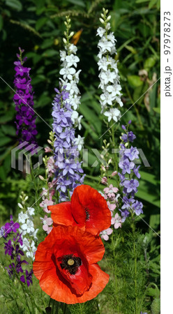 The poppy flower is a herbaceous perennial plant, the poppy family The poppy flower is a herbaceous perennial plant, the poppy family 97978273