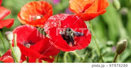 Spring flowering Maca with large red flowers 97978280