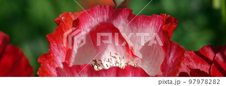 Spring flowering Maca with large red flowers Spring flowering Maca with large red flowers 97978282