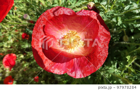 Spring flowering Maca with large red flowers Spring flowering Maca with large red flowers 97978284