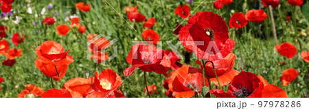 Spring flowering Maca with large red flowers 97978286