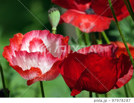 Spring flowering Maca with large red flowers 97978287