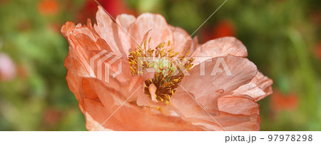 Spring bloom of Poppy with large pink flowers Spring bloom of Poppy with large pink flowers 97978298