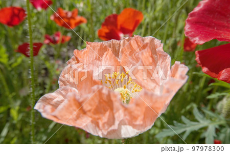 Spring bloom of Poppy with large pink flowers 97978300