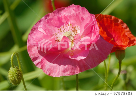 Spring bloom of Poppy with large pink flowers 97978303