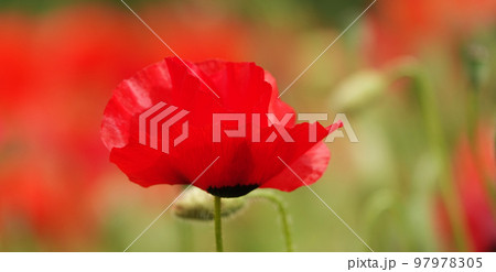 Spring flowering Maca with large red flowers Spring flowering Maca with large red flowers 97978305