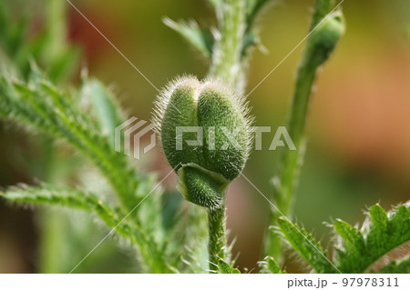 Spring flowering Maca with large red flowers Spring flowering Maca with large red flowers 97978311