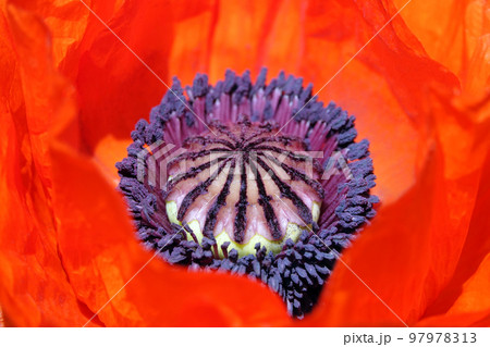 Spring flowering Maca with large red flowers 97978313