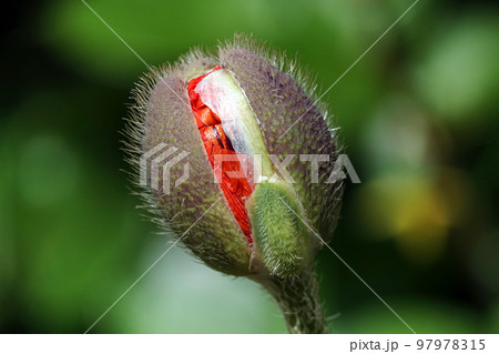 Poppy in a bud preparing to release flower petals 97978315