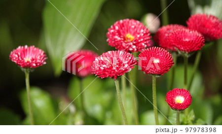 Daisies flowers of different colors decoration of city parks Daisies flowers of different colors decoration of city parks 97978398