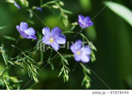 Forget-me-not Alpine flowers with blue flowers planted in Kiev city parks 97978440