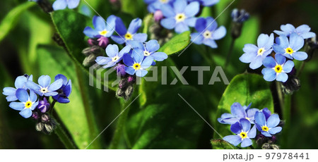 Forget-me-not Alpine flowers with blue flowers planted in Kiev city parks 97978441